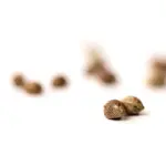 Coltivare semi autofiorenti in casa: i consigli da non perdere