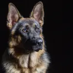 Alla scoperta del pastore tedesco