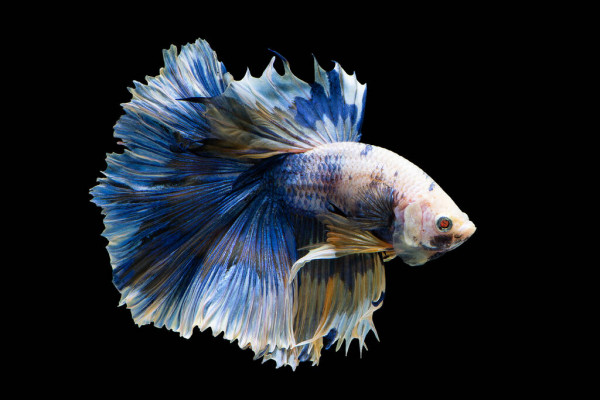 Pesce combattente: caratteristiche e alimentazione