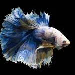 Pesce combattente: caratteristiche e alimentazione