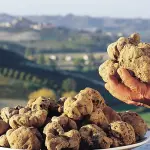 Cosa sapere sul tartufo bianco