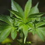 Cannabis light: differenza tra THC e CBD