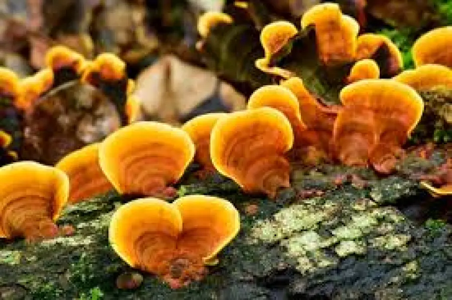 Il reishi: un metodo innovativo per dimagrire?
