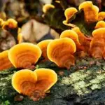 Il reishi: un metodo innovativo per dimagrire?