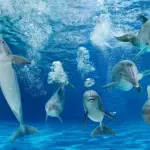 Vacanze in Romagna: alla scoperta dei parchi tematici in Riviera