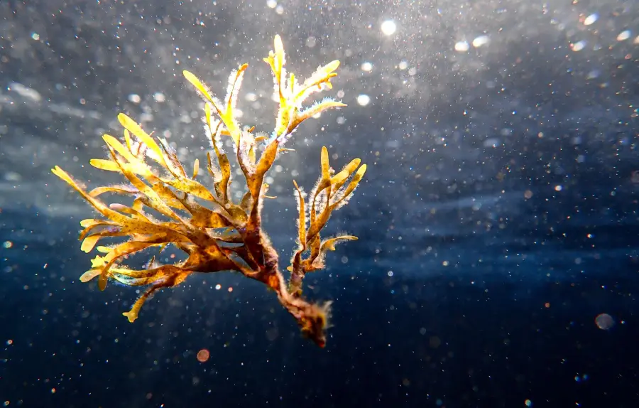 Mar dei Sargassi: un mare senza coste nell'Atlantico
