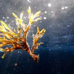 Mar dei Sargassi: un mare senza coste nell'Atlantico